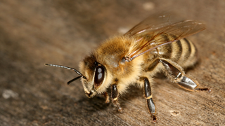 Graban a dos abejas desenroscando juntas un tapón de Fanta